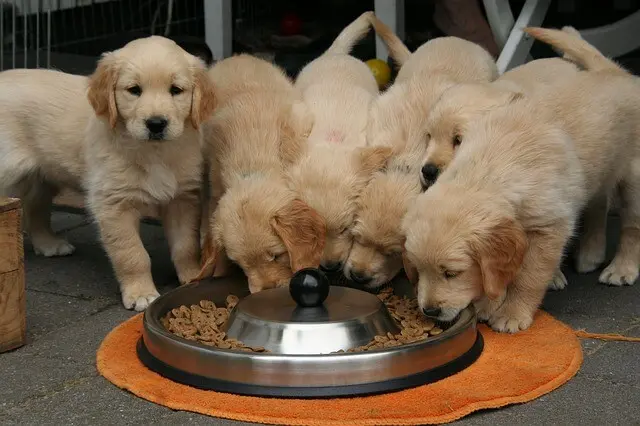 Nutrition of puppies